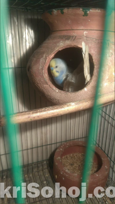 Bazigor Phaki with Eggs, Healthy Renbow & Albino Birds